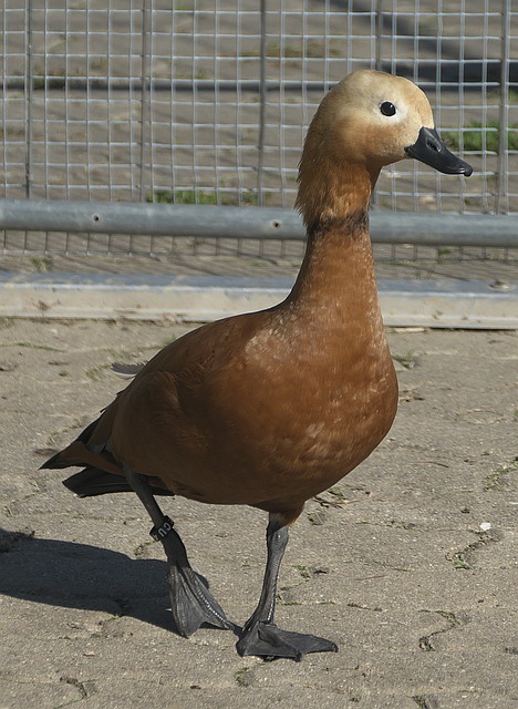 上新台阶的