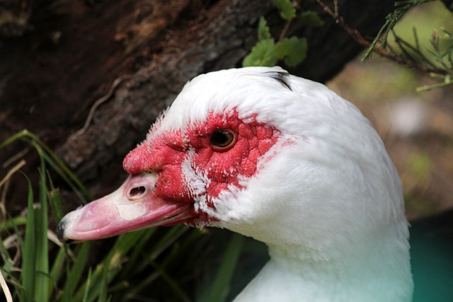 有浓眉和勒 有浓眉和勒